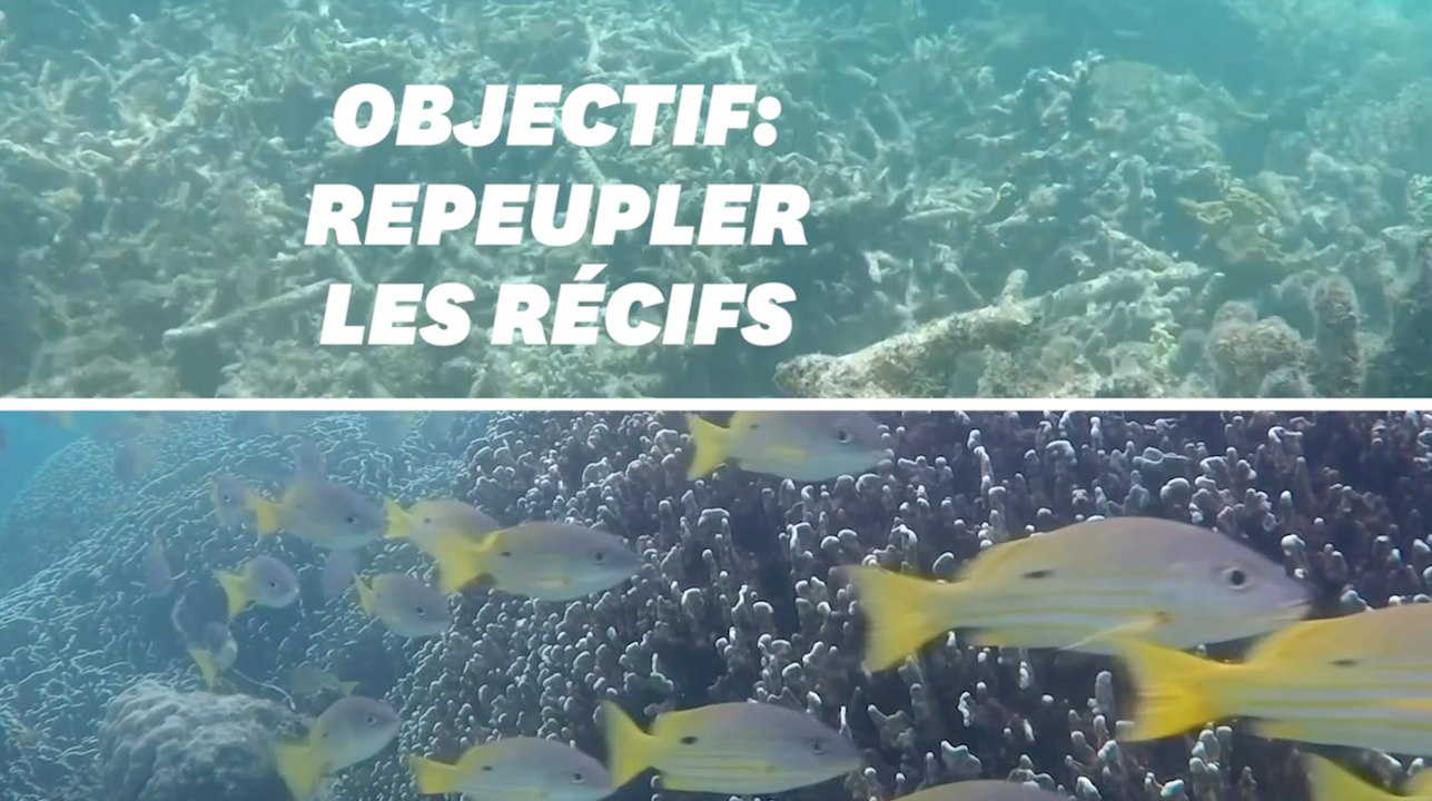 Pour protéger les récifs coralliens, ces scientifiques utilisent le son