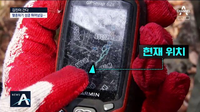 [김진이 간다]다시 뛰노는 백두대간 산양