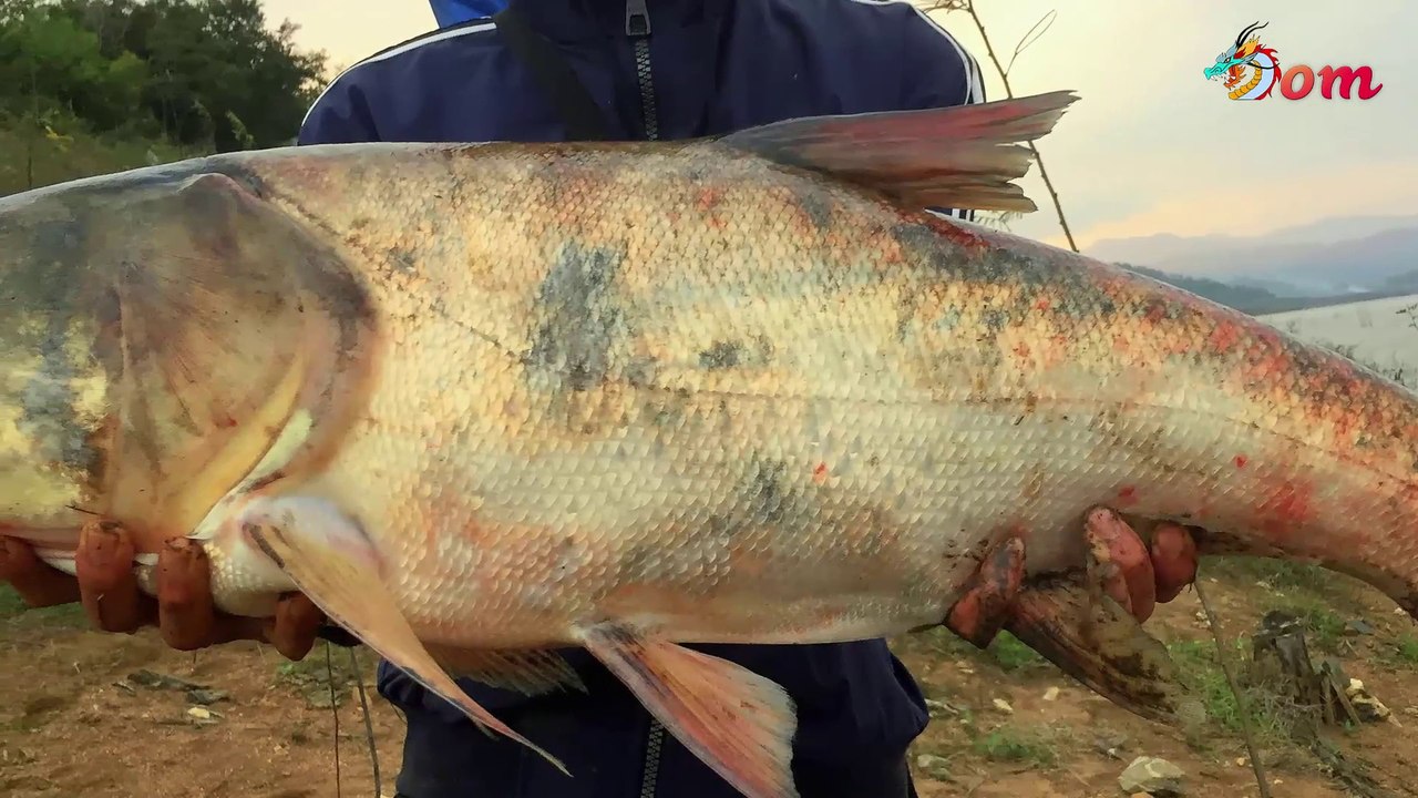 Big Head Carp | Giant Carp Fishing Hydroelectric Lake