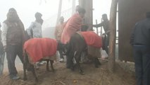 Más de 300.000 animales serán decapitados en Nepal