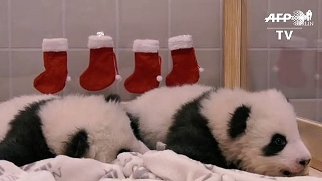 Nikolaus bei den Berliner Pandababys