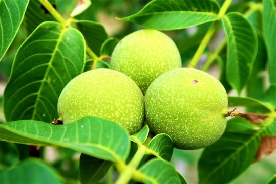 Cevizin faydaları nelerdir? Ceviz suyunun faydaları nedir?
