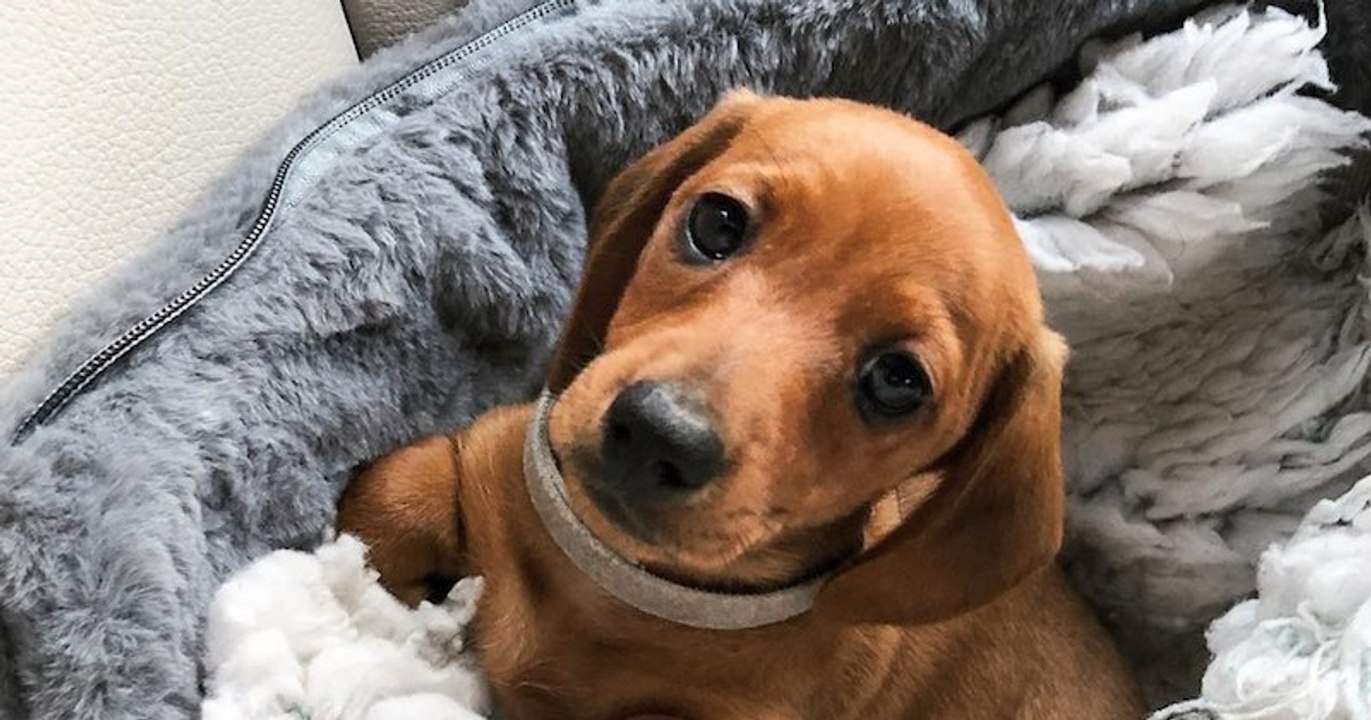 Indigo, le teckel trop content de fête ses trois mois