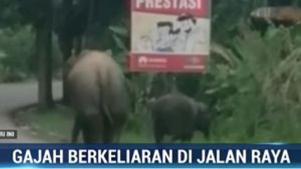 Gajah Seruni dan Anaknya Berkeliaran di Jalan Raya