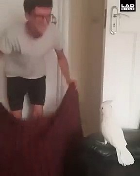 En voyant l’homme disparaitre sous le drap, cet oiseau était tellement surpris qu’il avait même dit « what a fuck ».