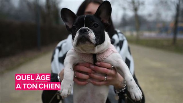 Un scientifique a trouvé un moyen plus exact de calculer l'âge des chiens.