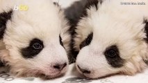 Adorable Baby Pandas Spend First Christmas With Mom