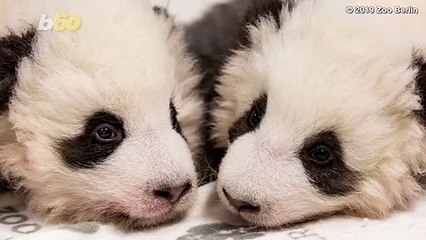 Adorable Baby Pandas Spend First Christmas With Mom
