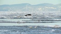Des phoques du Groenland encore dans nos régions