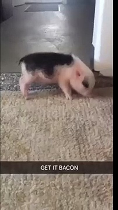 When Your Little Pig Start Twerking