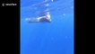 Incredible close encounter of a playful baby humpback whale in Tonga