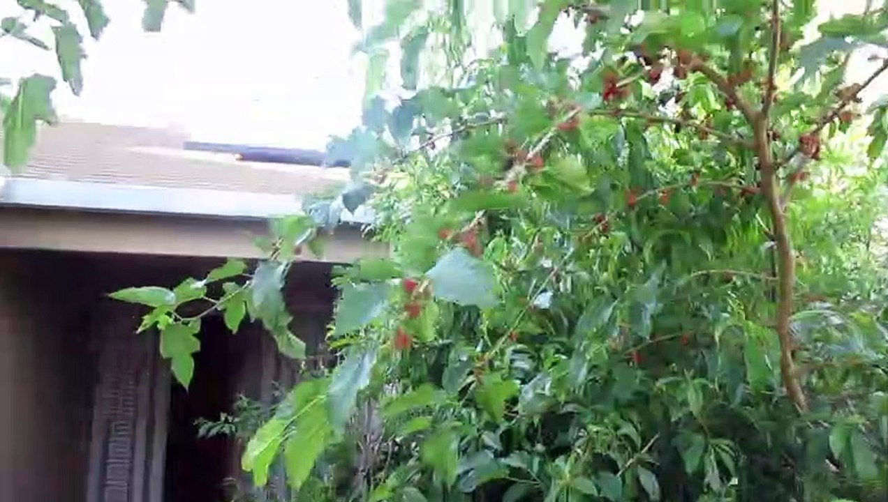 MULBERRY TREE I GREW FROM CUTTING
