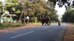 Keepers at 'elephant camp' in south India filmed bathing their beasts in river