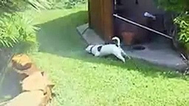 VIP Pet Services Dallas