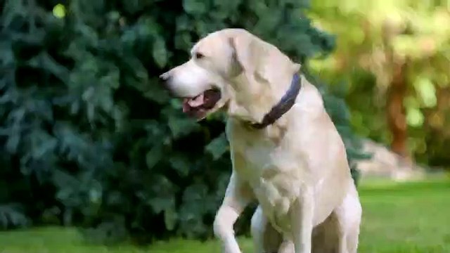 'Christmas Unleashed'- Trailer