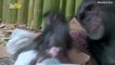 Newborn Chimp and Mom Caught Having Some ‘Adorable Mother-Daughter Time’