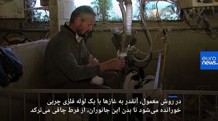 حقوق حیوانات؛ فرانسه به دنبال روش اخلاقی برای تولید «جگر چرب» غاز