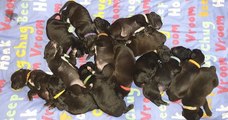 Au Royaume-Uni, une chienne a donné naissance à 21 chiots, l'inscrivant dans le Guinness Book des records