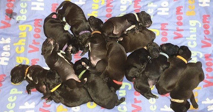 Au Royaume-Uni, une chienne a donné naissance à 21 chiots, l'inscrivant dans le Guinness Book des records