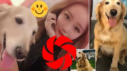 Une propriétaire d&#39;un animal de compagnie dépense 41 000 £ pour faire cloner son Chien bien-aimé