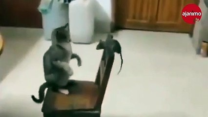 Tom ve Jerry'yi anımsatan Kedi ile Farenin oyunu