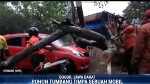 Pohon Setinggi 8 Meter Tumbang Timpa Mobil di Bogor