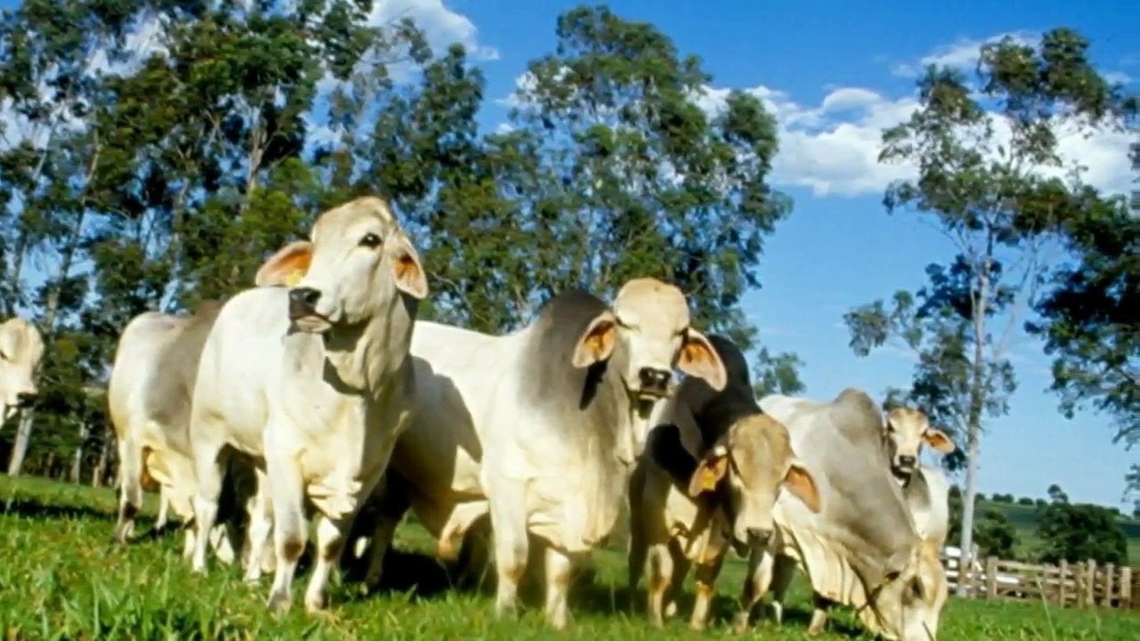 Sonhar com vacas de cor branca, o que significa_ - Vídeo Dailymotion