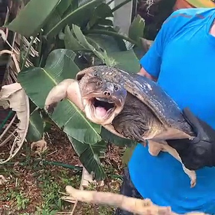 Long Neck Snapping Turtle Saved