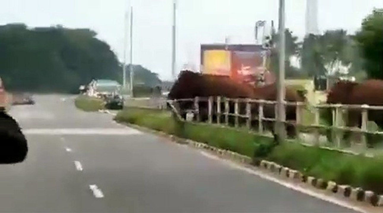 Un groupe d'éléphants a été repéré en train de briser les grilles et traverser la route de l'autre côté