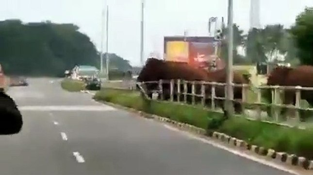 Un groupe d'éléphants a été repéré en train de briser les grilles et traverser la route de l'autre côté