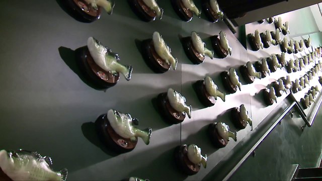 70 poissons automates chantes ensemble en chorégraphie