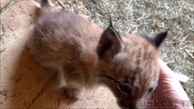 Elle nous présente ses 2 bébés lynx adorables