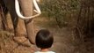 Amitié incroyable entre une fillette et un éléphant