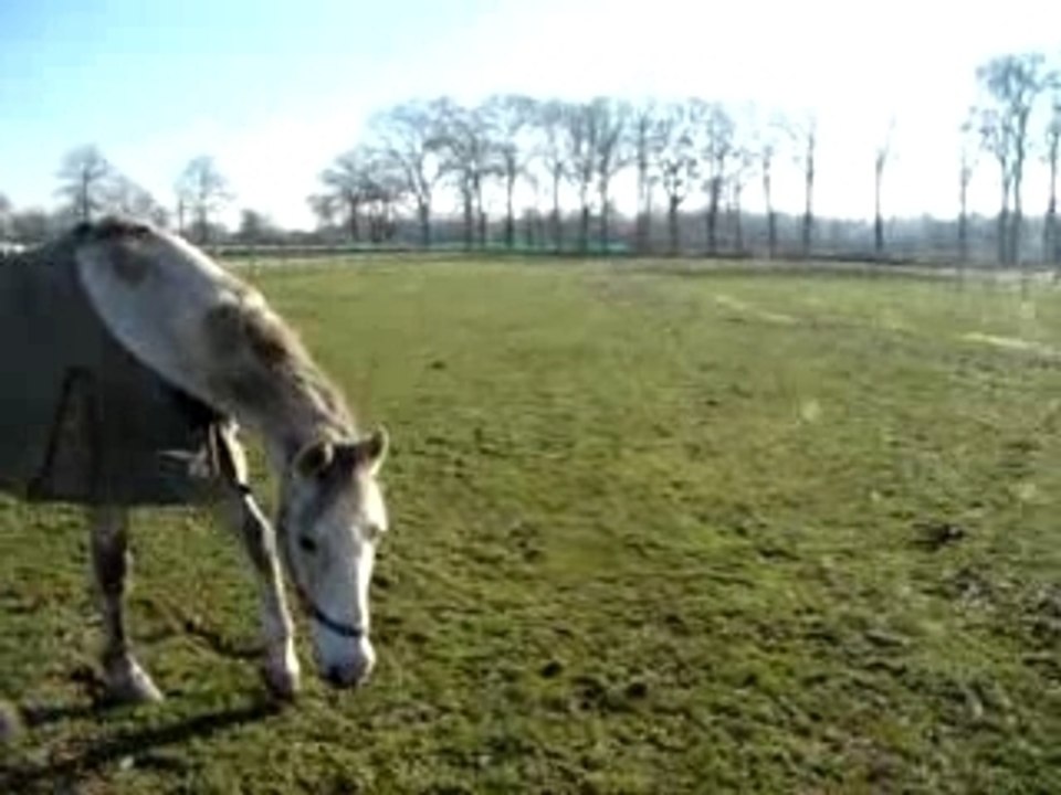 les chevaux et le dalmat
