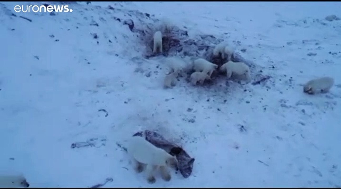 Белые медведи не могут уйти на охоту
