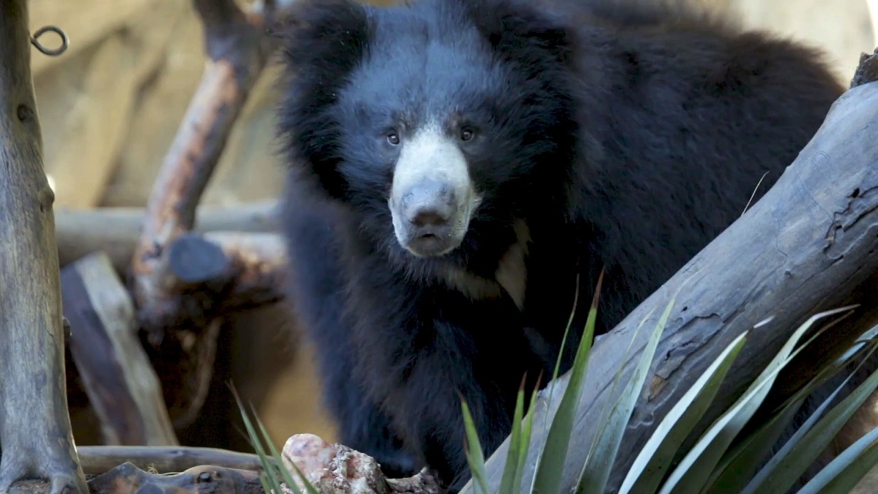 Sloth Bear Brothers