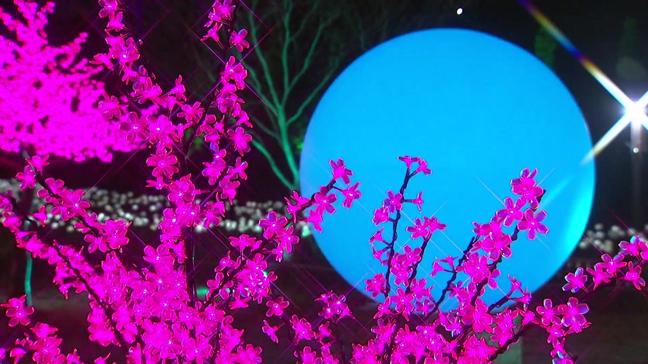 '녹차 수도' 보성 차밭,  화려한 빛의 향연! / YTN