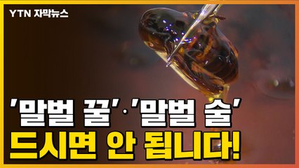 [자막뉴스] '말벌 꿀'·'말벌 술', 드시면 안 됩니다! / YTN