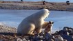 La espantosa verdad tras este vídeo del tierno oso polar que acaricia a un perro