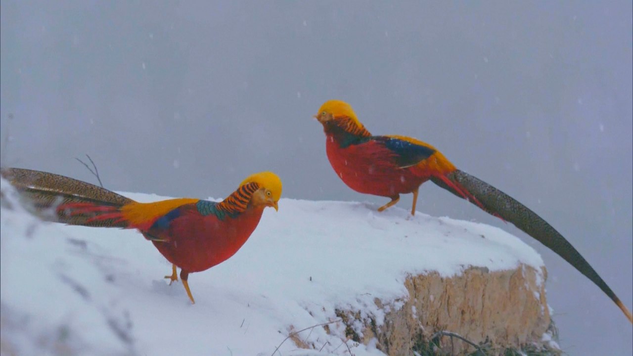 Reclusive golden pheasants spotted in central China