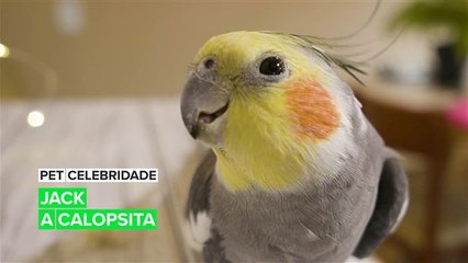 Pet Celebridade: Jack, a calopsita