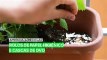 Aprenda a reciclar: Rolos de papel higiênico e cascas de ovo