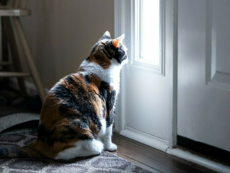 Gefahr für Tiere: Juristen fordern Freigang-Verbot für Hauskatzen