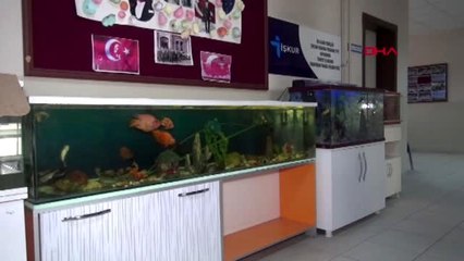 Bartın süs balığının üzerinde 'kalp şekli' oluştu