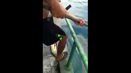 Ils découvrent un requin-baleine pris au piège par une corde et font tout leur possible pour le libérer