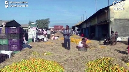 दार्जिलिंग में संतरा कारोबार महज 5 फीसदी बचा, व्यापारियों की बढ़ी मुश्किल