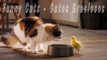 Funny Cats - Gatos Graciosos 5