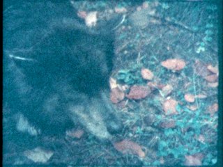 How a dog choose his stick