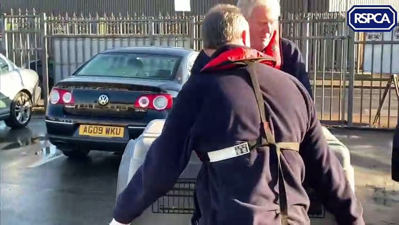Swans who were rescued by RSPCA after flooding in South Yorkshire are released back into the wild