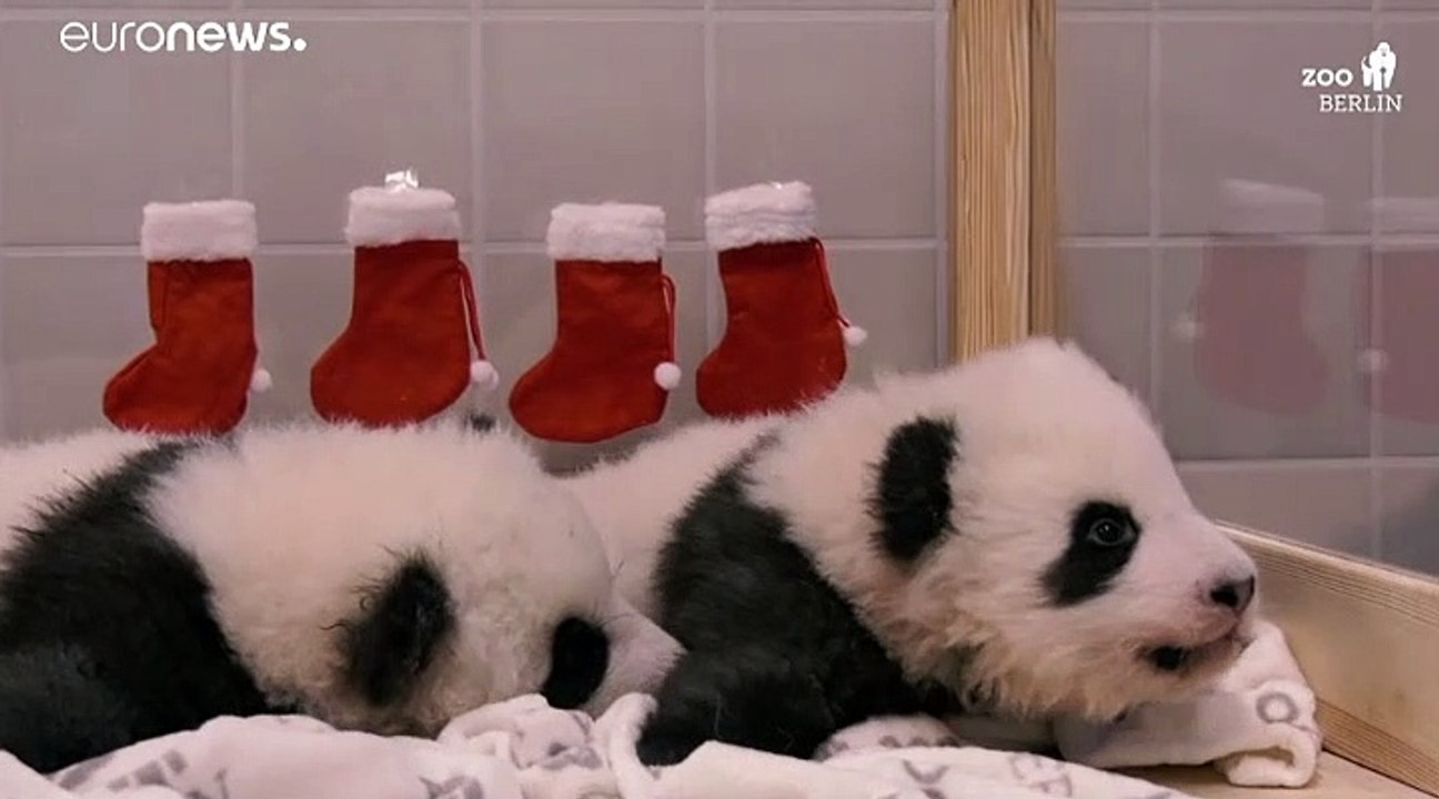 Alles Gute zum Nikolaus, Panda-Zwillinge!